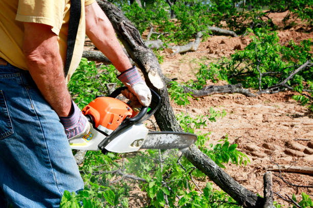 Best Tree Care Services  in Belmont, NC